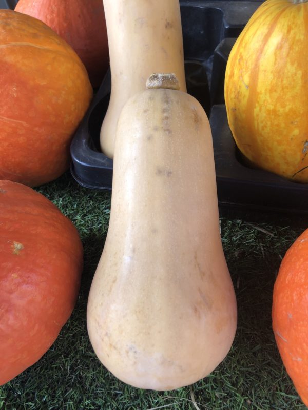 Butternut (1 piece)