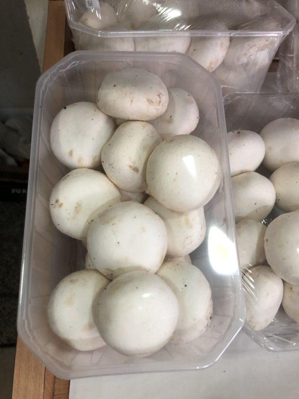 Champignon de Paris (les 500g)