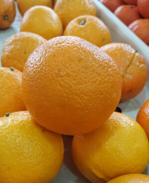 Orange Maltaise (le kg)