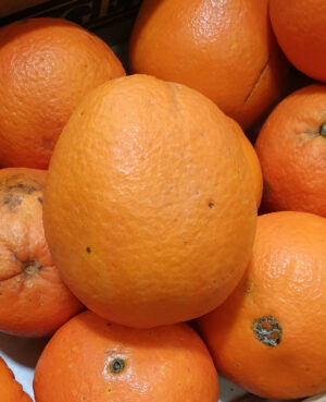 Orange de Table Bio (1kg)