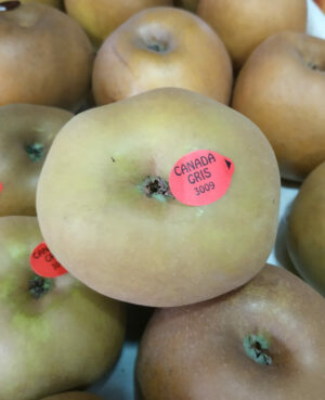 Pomme gris Canada (1 kg)