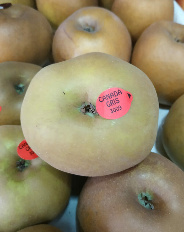 Pomme gris Canada (1 kg)