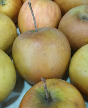 Pomme Rubinette (1kg)