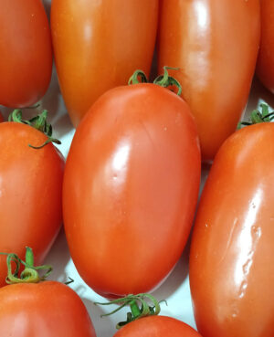 Tomate olivette (1kg)