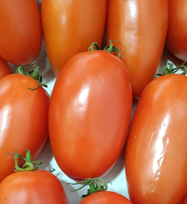 Tomate olivette (1kg)