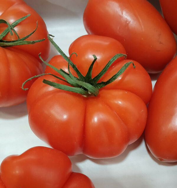 Tomate Rebelion (le kg)