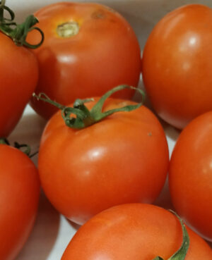 Tomate ronde (1kg)